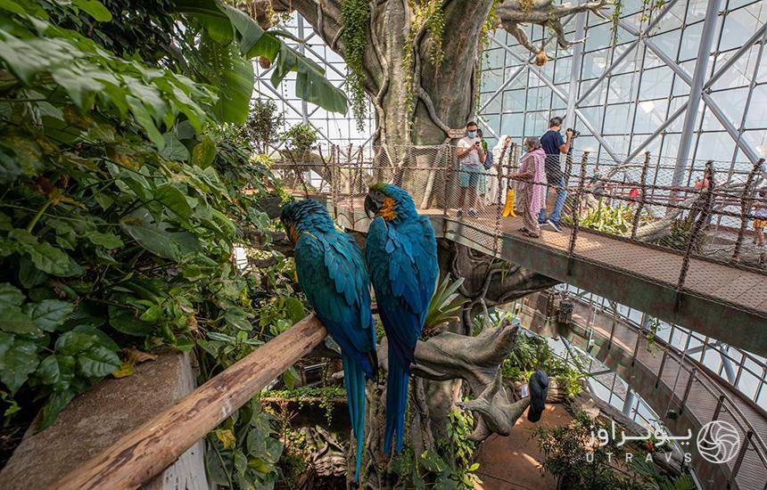 دو طوطی آبی روی شاخه درخت سیاره سبز دبی نشسته‌اند و تعدادی گردشگر با فاصله از آن‌ها درحال عکس گرفتن‌اند. 